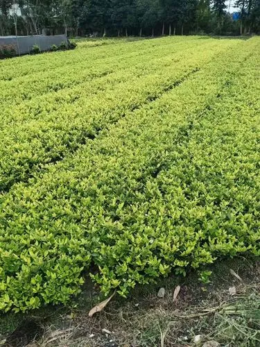 米乐：花样翻新的设计理念，室外儿童滑梯外观设计魅力无限！